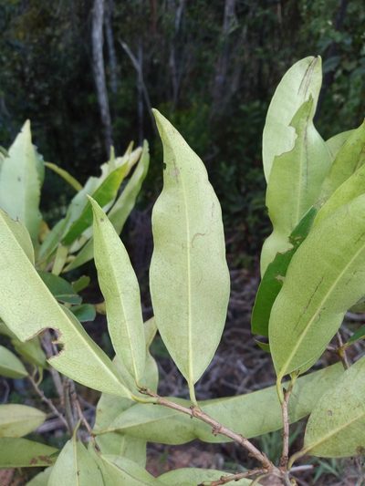 Erythroxylum citrifolium, photographed by Alfredo F. Fuentes Claros
