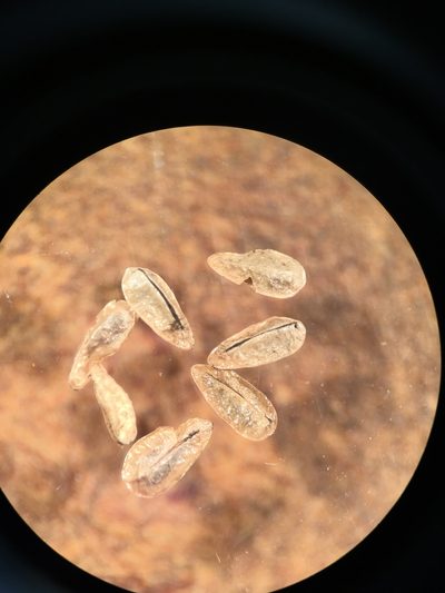 Oreocarya nubigena, photographed by Martin Purdy
