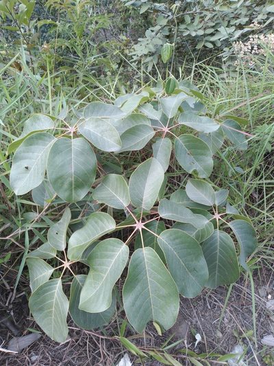 Pseudobombax longiflorum, photographed by Alfredo F. Fuentes Claros