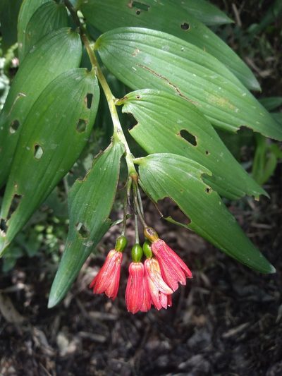 Bomarea distichifolia, photographed by Alfredo F. Fuentes Claros