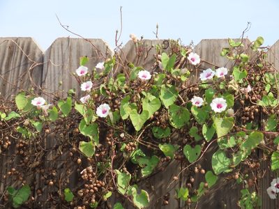 Ipomoea amnicola, photographed by Suanne Pyle