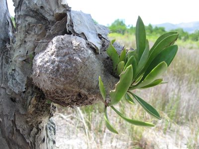 Myrmecodia beccarii, photographed by Matthew Borella