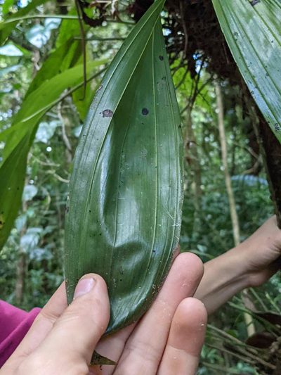 Xylobium elongatum, photographed by Trevor Van Loon