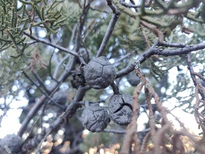 Hesperocyparis nevadensis, photographed by Alexander Wentworth