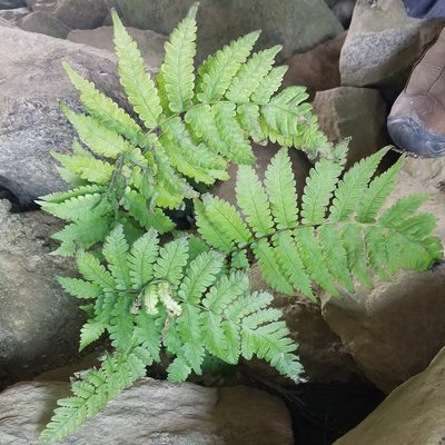 Christella dentata, photographed by Leila Dasher