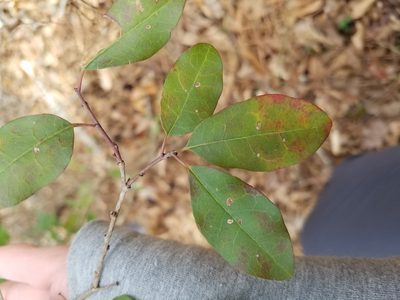 Ditrysinia fruticosa, photographed by Leila Dasher
