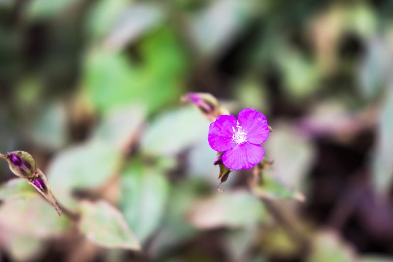 Tradescantia poelliae, photographed by Melissa McMasters