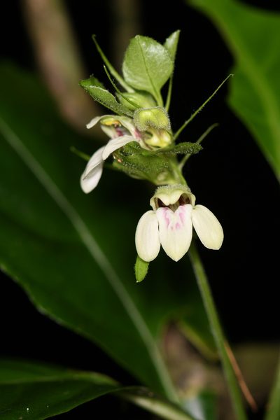 Justicia costaricana, photographed by Trevor Van Loon