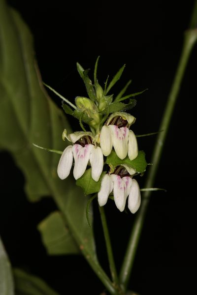 Justicia costaricana, photographed by Trevor Van Loon