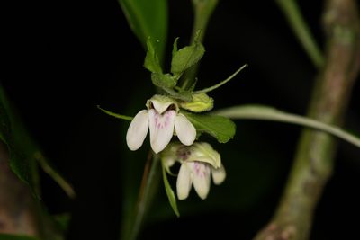 Justicia costaricana, photographed by Trevor Van Loon
