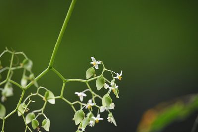 Begonia glabra, photographed by Trevor Van Loon