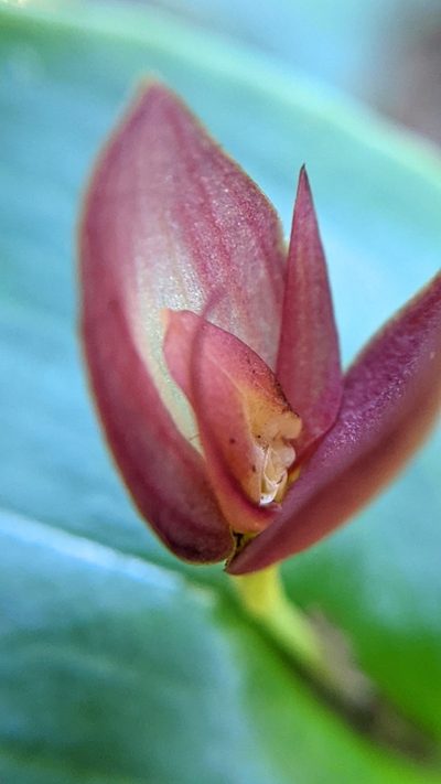 Pleurothallis gonzaleziorum, photographed by Trevor Van Loon