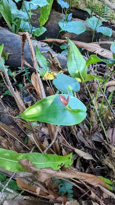 Pleurothallis gonzaleziorum, photographed by Trevor Van Loon