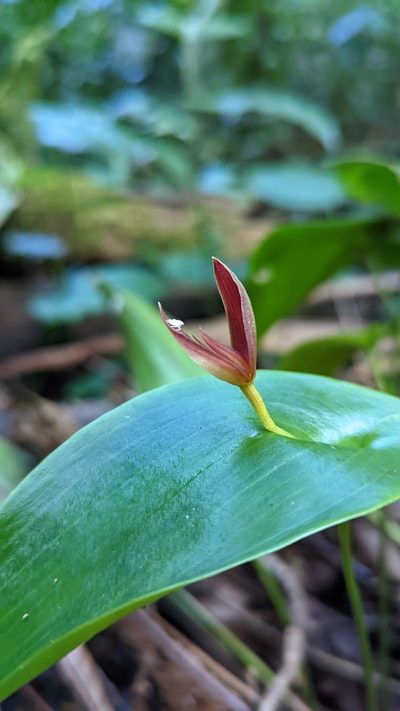 Pleurothallis gonzaleziorum, photographed by Trevor Van Loon