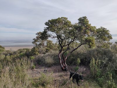 Arctostaphylos montereyensis, photographed by Alexander Wentworth