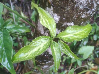 Syngonium angustatum, photographed by 四角銅鑼
