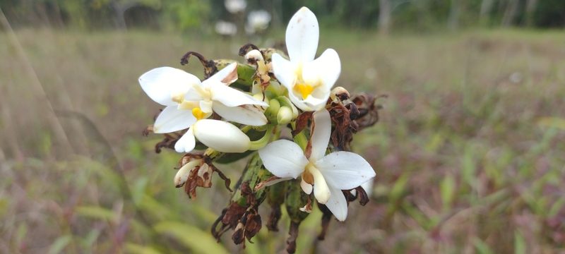 Spathoglottis micronesiaca, photographed by Dana Lee Ling
