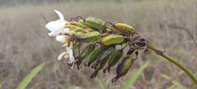 Spathoglottis micronesiaca, photographed by Dana Lee Ling