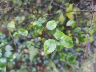 Ilex asprella, photographed by 四角銅鑼