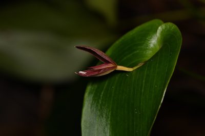 Pleurothallis gonzaleziorum, photographed by Trevor Van Loon