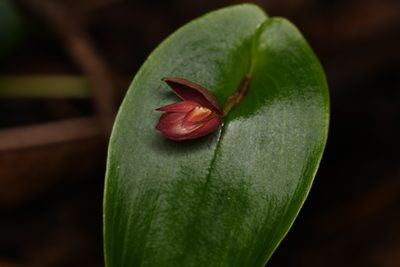 Pleurothallis gonzaleziorum, photographed by Trevor Van Loon