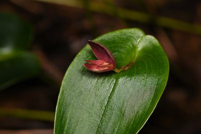 Pleurothallis gonzaleziorum, photographed by Trevor Van Loon