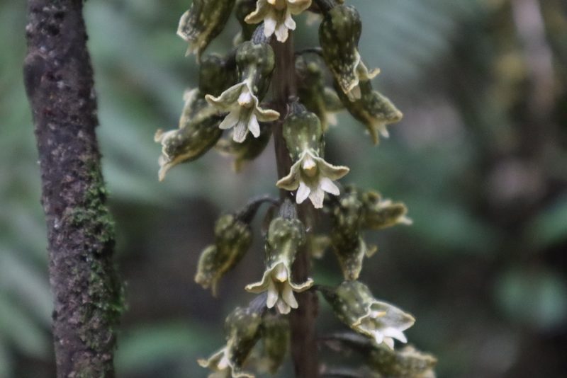 Gastrodia molloyi, photographed by chrystal1914