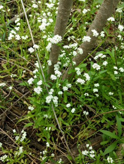 Valeriana umbilicata, photographed by Whitney Mattila