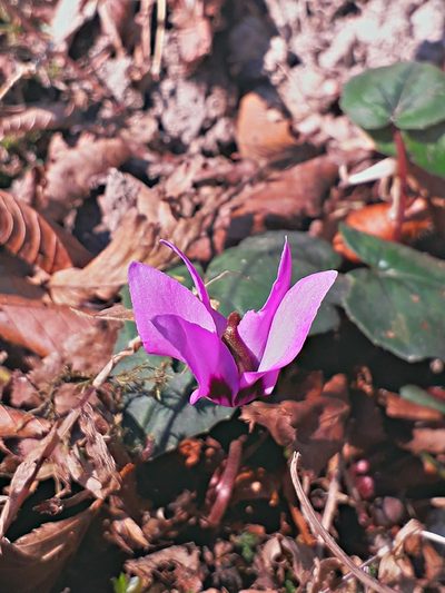 Cyclamen elegans, photographed by ㅤ‌
