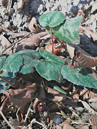 Cyclamen elegans, photographed by ㅤ‌