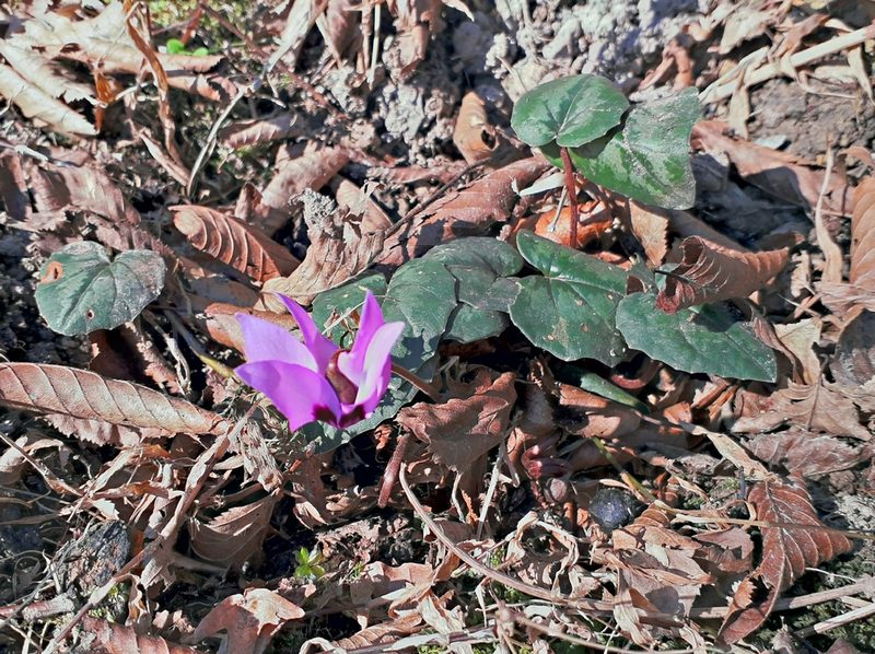 Cyclamen elegans, photographed by ㅤ‌