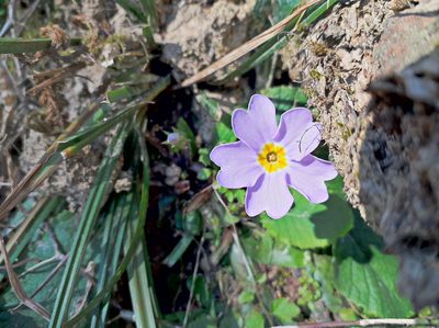Primula heterochroma, photographed by ㅤ‌
