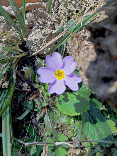Primula heterochroma, photographed by ㅤ‌