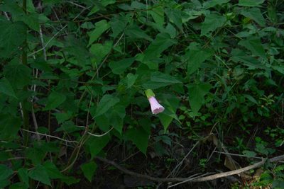 Muenchhusia laevis, photographed by Mike Duran