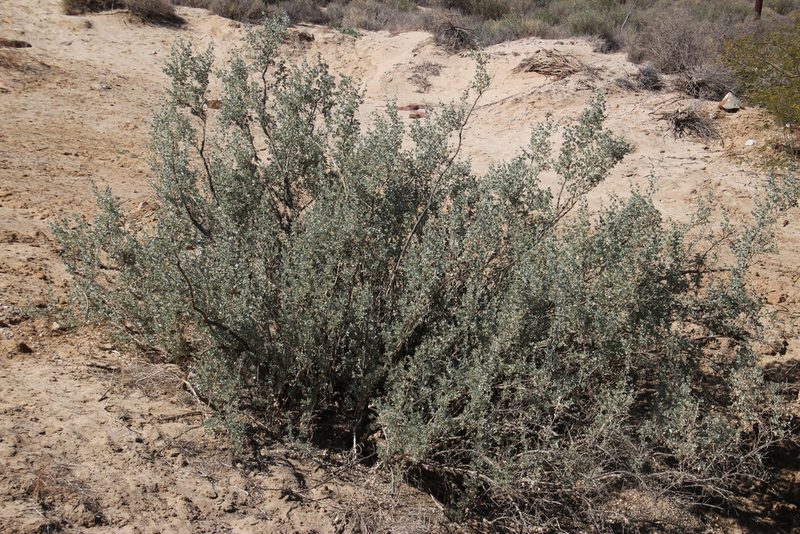 Atriplex vestita, photographed by Tony Rebelo