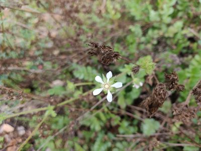Potentilla lindleyi, photographed by Alexander Wentworth