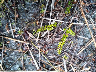 Lindsaea linearis, photographed by Leon Perrie