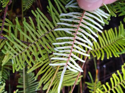 Gleichenia dicarpa, photographed by Leon Perrie