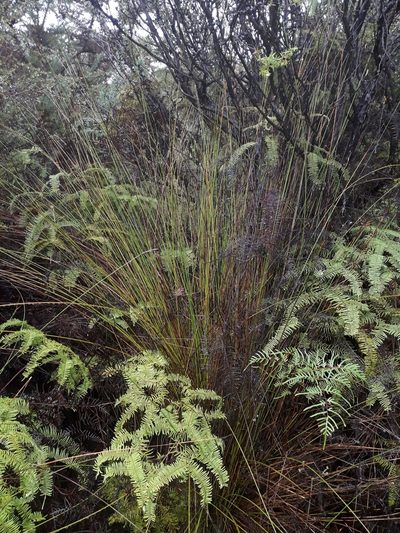 Lepidosperma neozelandicum, photographed by naturewatchwidow