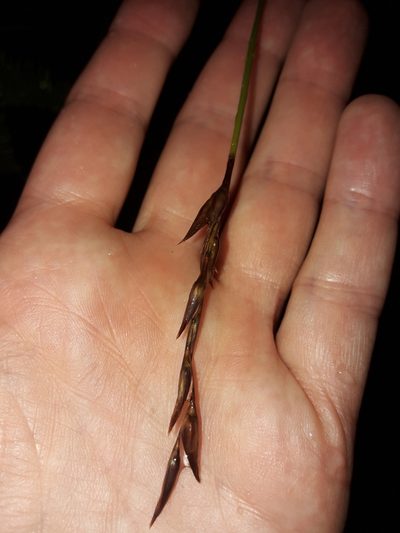 Lepidosperma neozelandicum, photographed by naturewatchwidow