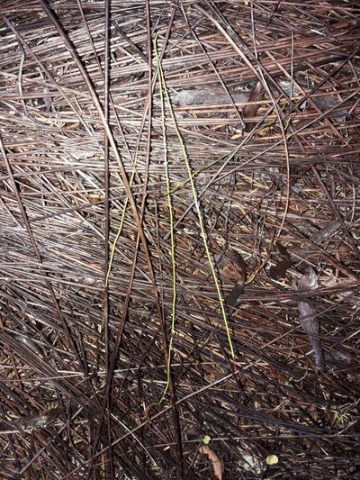 Microschizaea fistulosa, photographed by naturewatchwidow