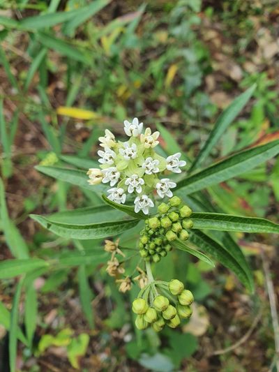 Asclepias nivea, photographed by Yolanda M. Leon