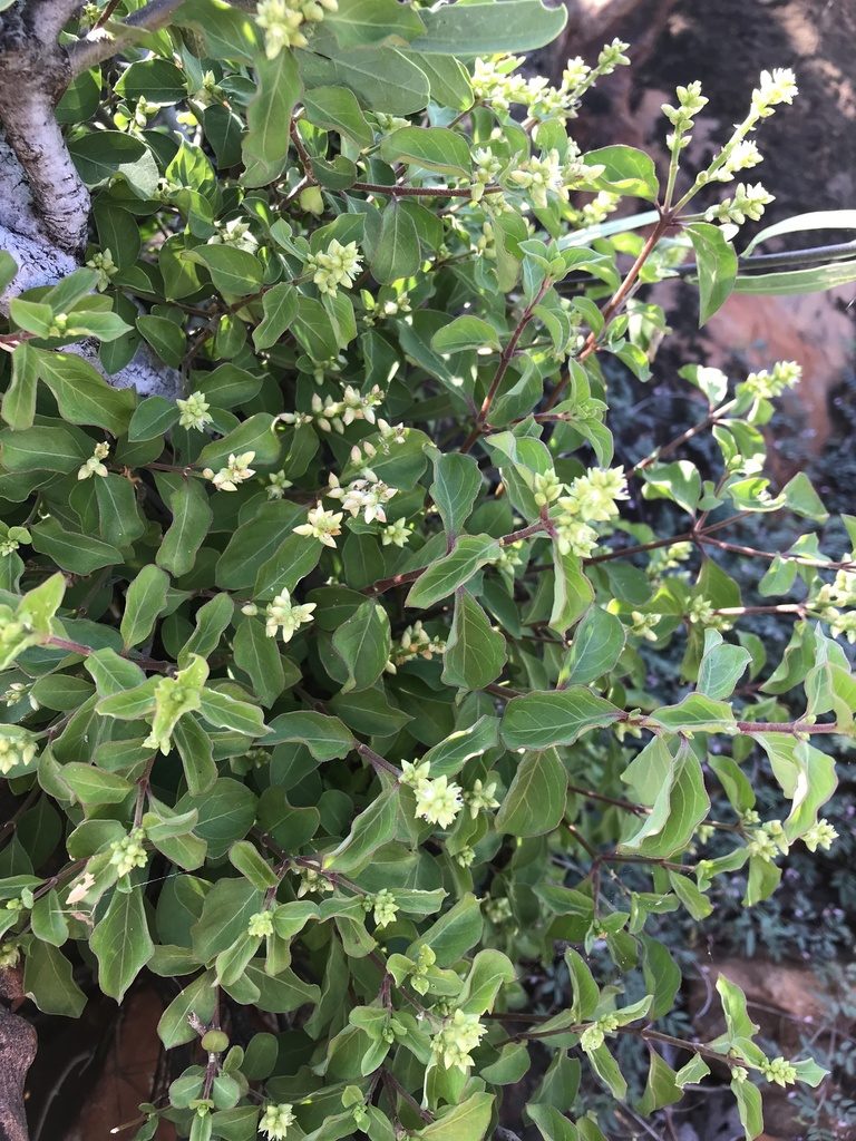 Psilotrichum scleranthum, photographed by rosshawkins