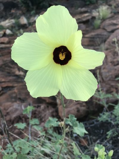 Hibiscus physaloides, photographed by rosshawkins