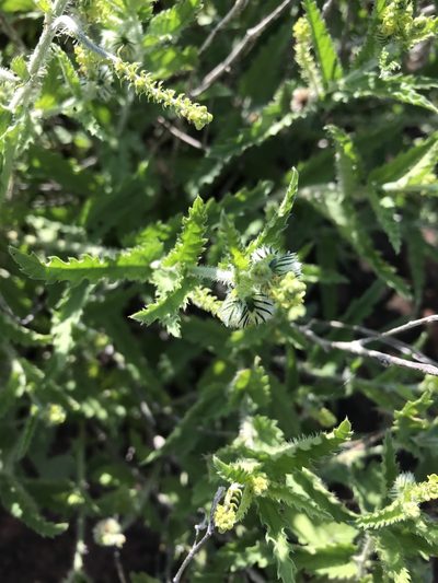 Tragia dioica, photographed by rosshawkins