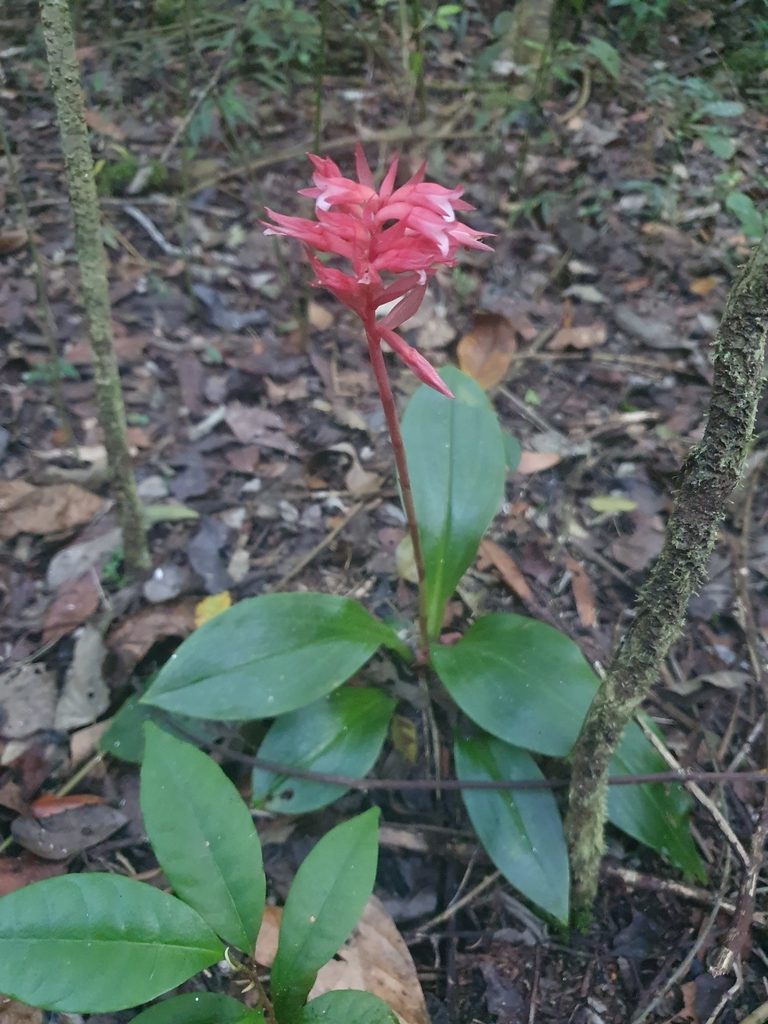 Stenorrhynchos speciosum, photographed by Yolanda M. Leon