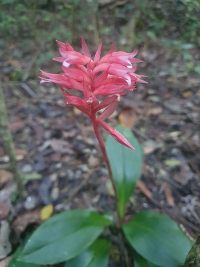 Stenorrhynchos speciosum, photographed by Yolanda M. Leon
