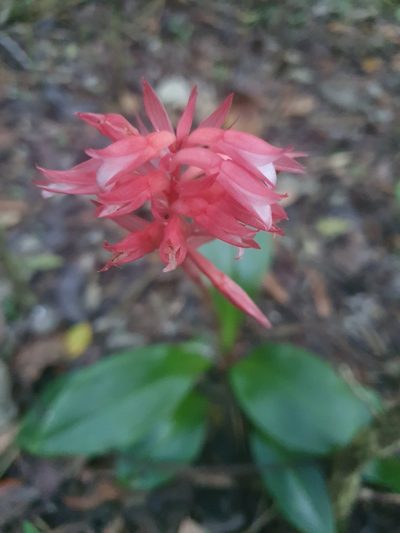 Stenorrhynchos speciosum, photographed by Yolanda M. Leon