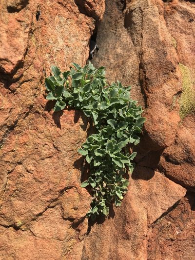 Stemodiopsis kamundii, photographed by rosshawkins