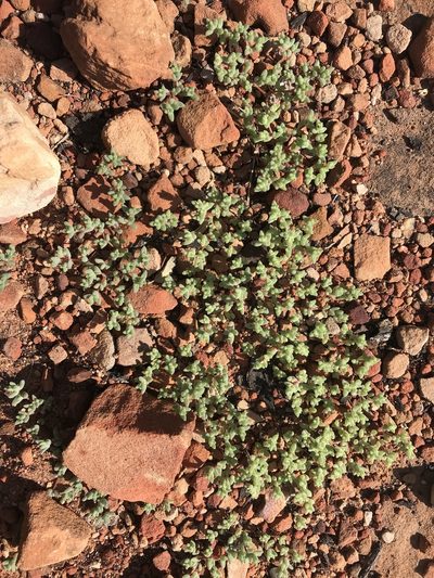 Portulaca hereroensis, photographed by rosshawkins